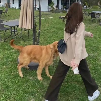 红衣主教